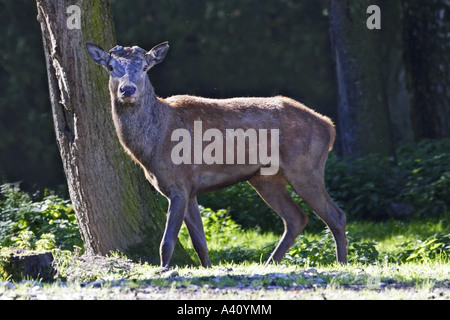 Rothirsch, Cervus Elaphus, Hirsch Stockfoto