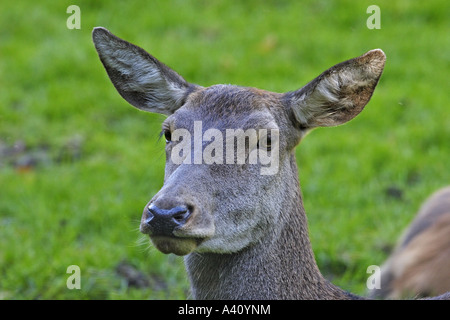 Rothirsch, Cervus Elaphus, Hirsch Stockfoto