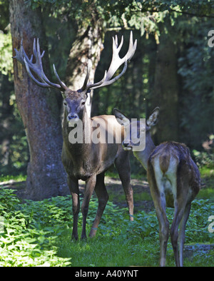 Rothirsch, Cervus Elaphus, Hirsch Stockfoto