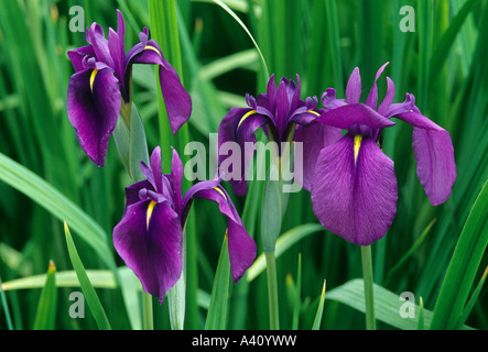 Japanische Wasser Iris Iris laevigata Stockfoto