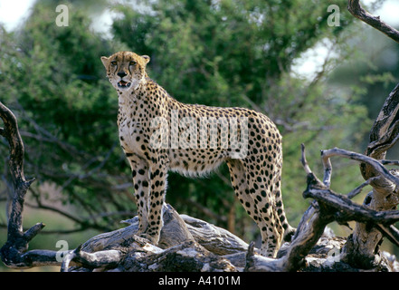 Gepard Acinonyx Jubatus steht auf Baum Moremi Game Reserve Botswana Stockfoto