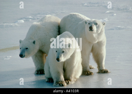 Eisbär-Mutter mit jungen, Ursus Maritimus, Cape Churchill, Kanada Stockfoto