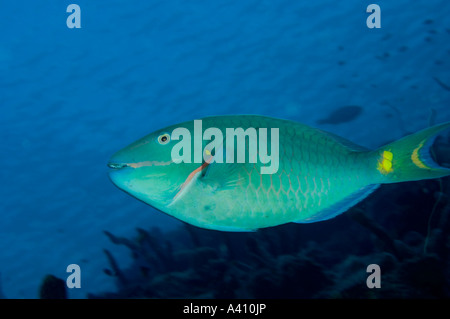 Stoplight Papageienfisch auf Korallenriff auf der Insel Bonaire in der Karibik Stockfoto