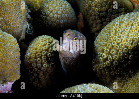 Goldentail Moray auf Korallenriff auf der Insel Bonaire in der Karibik Stockfoto