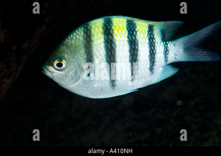 Sergeant-Major am Korallenriff auf der Insel Bonaire in der Karibik Stockfoto
