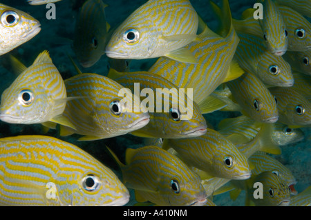 Schule der Kinder Französisch grunzt Unterwasser bei Bonaire Insel in der Karibik Stockfoto
