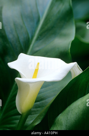 Arum Lilie oder Lily Of The Nile Zantedeschia Aethiopica Crowborough Stockfoto