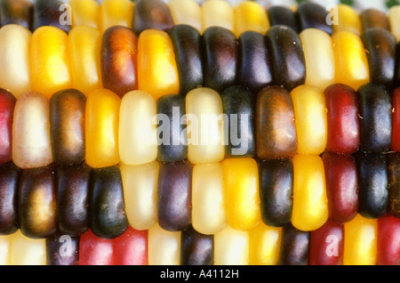 Ornamentale indischer Mais, Zea Mays, für farbige Samenschale angebaut und in fallen Dekorationen in den USA Stockfoto