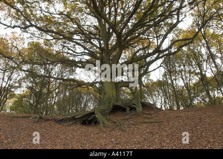 Oak tree Bawdeswell Heath Norfolk UK Stockfoto