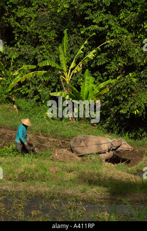 Reisfelder Bali Indonesien Mann Pflügen Feld mit Wasserbüffel Stockfoto