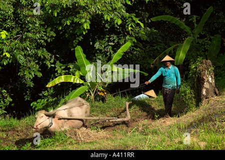 Reisfelder Bali Indonesien Mann Pflügen Feld mit Wasserbüffel Stockfoto