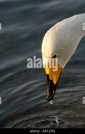 Singschwan Cygnus Cygnus Hokkaido Japan im Winter trinken Stockfoto
