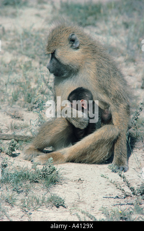 Eine zärtliche Szene mit einem weiblichen Gelbe Pavian kuscheln ihr Baby Amboseli Nationalpark Kenia in Ostafrika Stockfoto