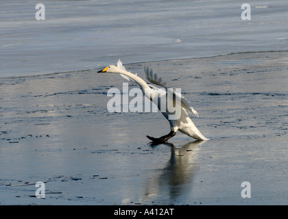 Singschwan Cygnus Cygnus Hokkaido Japan im Winter auf Eis landen Stockfoto