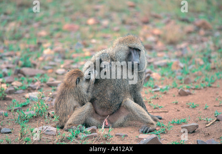 Juvenile Olive Baboon Bräutigam Männchen im Serengeti Nationalpark Tansania Ostafrika Stockfoto