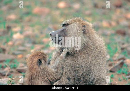 Juvenile Olive Baboon Bräutigam Männchen im Serengeti Nationalpark Tansania Ostafrika Stockfoto