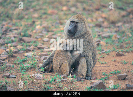 Juvenile Olive Baboon Bräutigam Männchen im Serengeti Nationalpark Tansania Ostafrika Stockfoto