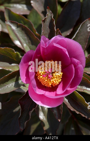 Rosa Pfingstrose Blume Paeonia Mascula russoi Stockfoto