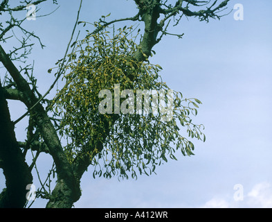Mistel Viscum Album auf Apfelbaum im Winter wächst Stockfoto