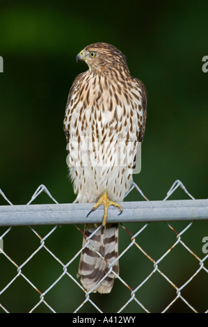 Unreife oder juvenile Red-tailed Hawk Buteo jamaicensis Stockfoto