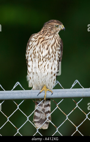 Unreife oder juvenile Red-tailed Hawk Buteo jamaicensis Stockfoto