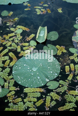 Regentropfen auf Lotus Lily oder Heilige Lotus lässt Nelumbo Nucifera mit aquatischen Farn, Salvinia, Dal Lake, Kaschmir Stockfoto