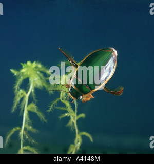 Männliche große Diving Beetle Gelbrandkäfer marginalis Stockfoto