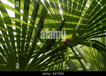 Lebendige grüne Palme Blätter fächerförmig mit der Sonne durch Platzen Stockfoto