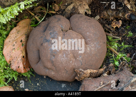 Daldinia concentrica King Alfreds Cakes, Wales, Großbritannien. Stockfoto