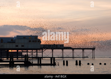 Sternus vulgaris, ein Schwarm von Staren, um am Aberystwyth Pier, Wales, Großbritannien, zu brüten. Stockfoto