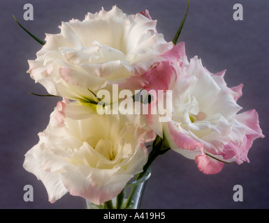 Drei Lisianthus Blumen in einer Glasvase - Nahaufnahme - Weiße Blütenblätter mit rosa Rand Stockfoto