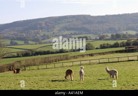 Alpakas auf einem Bauernhof in der Nähe von Monmouth Monmouthshire South East Wales UK Stockfoto