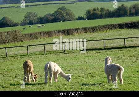 Alpakas auf einem Bauernhof in der Nähe von Monmouth Monmouthshire South East Wales UK Stockfoto