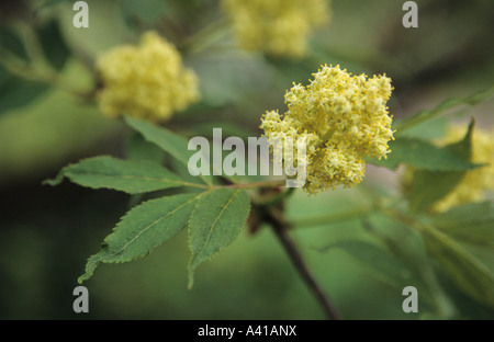 Roten großbeerigen Elder Sambucus Stockfoto