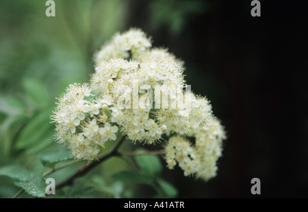 Knospen der Birne Baum Pyrus Communis in Nahaufnahme Stockfoto