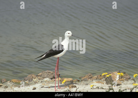 Schwarz geflügelte Stelzenläufer Himantopus Himantopus Kapstadt Südafrika Stockfoto