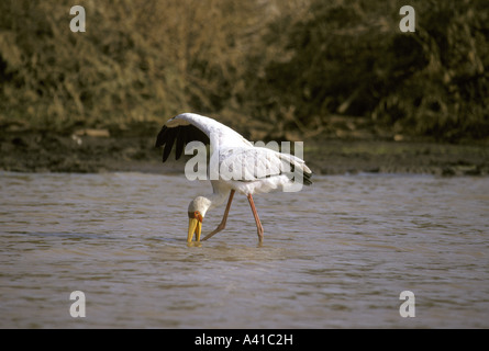 Gelb in Rechnung Storch Mycteria Ibis Angeln Lake Baringo-Kenia Stockfoto