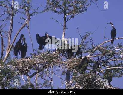 Offene Rechnung Storch Anastomus Lamelligerus Verschachtelung Kolonie Stockfoto