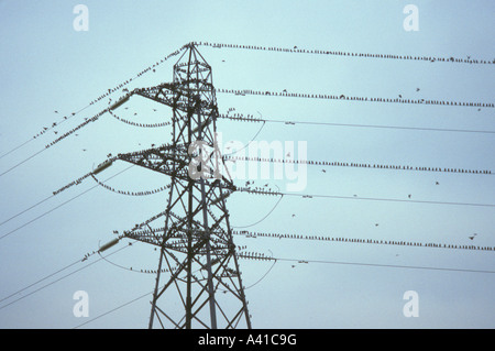 Stare Sturnus Vulgaris Montage auf Hochspannung Drähte vor Schlafplatz Stockfoto