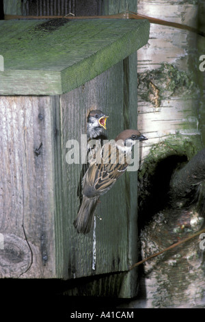 Baum-Spatz Passant Montanus Erwachsenen jungen im Nistkasten füttert Stockfoto