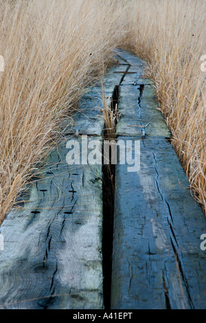 Vorstand Fuß über ein Feuchtgebiet in Chobham häufig in Surrey. Stockfoto