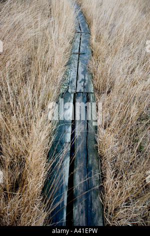 Vorstand Fuß über ein Feuchtgebiet in Chobham häufig in Surrey. Stockfoto