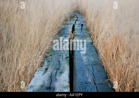 Vorstand Fuß über ein Feuchtgebiet in Chobham häufig in Surrey. Stockfoto