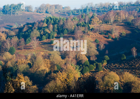 Herbstliche Bäume in des Teufels Punchbowl an Hindhead häufig in Surrey. Stockfoto