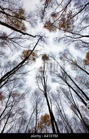 Nachschlagen in einem herbstlichen Silber Birkenholz. Stockfoto
