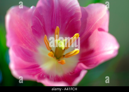 Nahaufnahme der Innenseite einer Tulpe Blume Stockfoto