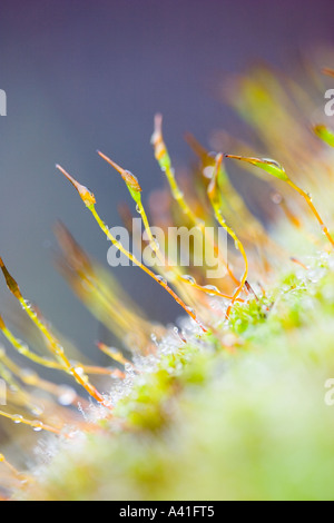 Nahaufnahme von Moos Stockfoto