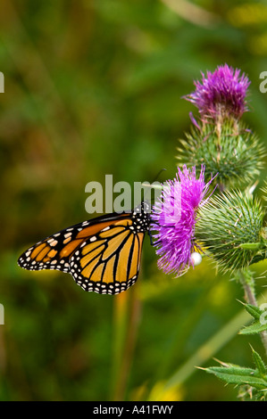 Monarchfalter (Danaus Plexippus) Fütterung Nectaring auf Distel Ontario Stockfoto