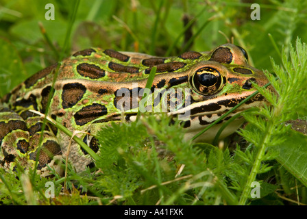 Leopard-Frosch (Rana Pipiens) bummeln in Rasengras Ontario Stockfoto