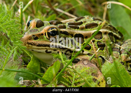 Leopard-Frosch (Rana Pipiens) bummeln in Rasengras Ontario Stockfoto